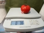 Silbertanne Tomato Slicing Tomato