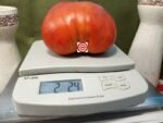 Slylan Gaume Tomato Giant Tomato.