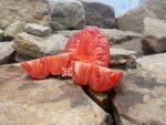 Snfla x Bky Pink Tomato Seeds