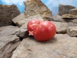 Snfla x Bky Pink Tomato Slicing Tomatoes