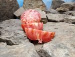 Sojourner South American Red Tomato