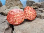 Sojourner South American Red Tomato Heirloom Tomatoes