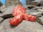 Sojourner South American Red Tomato Seeds