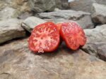 Soldier 37 Tomato Sandwich Tomatoes