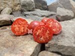 Saint Pierre Tomato - Image 6