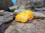 Starburst Nebula Tomato Seeds