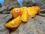 Staroobryadcheskiy Tomato Seeds