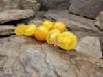 Sunny's Pear Dwarf Tomato.