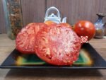 Sylvan Gaume Tomato