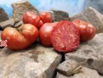 Sylvan Gaume Tomato Seeds.