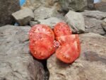Tanunda Red Dwarf Tomato Seeds
