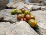 Tiger Allegardo Tomato