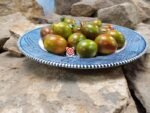 Tiger Allegardo Tomato Bi Colored Tomatoes