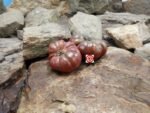 Tim's Black Ruffles Tomato Black Tomatoes