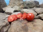 UC82B Tomato