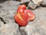 Uc82B Tomato Elongated Tomatoes