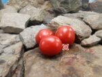 Uc82B Tomato Salad Tomatoes