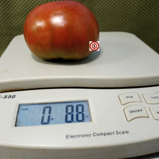 Valdamire's Favorite Tomato