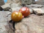 Valdamire's Favorite Tomato Black Tomatoes