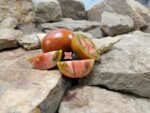 Valdamire's Favorite Tomato Seeds