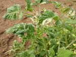 Variegated PL Tomato Rare Tomatoes