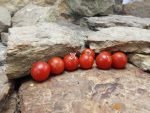 Velvet Red Tomato Cherry Tomato