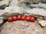 Velvet Red Tomato Salad Tomato