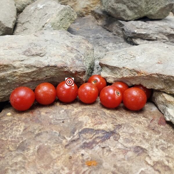 Velvet Red Tomato Salad Tomato