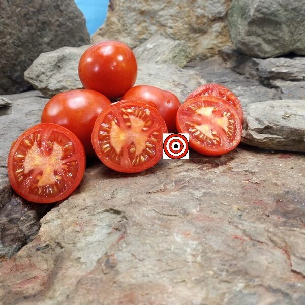 Versalkie Tomato