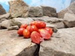 Veuuburitst Chen Tomato Seeds