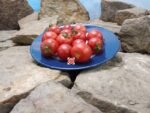 Vnuchok Tomato