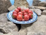 Vnuchok Tomato Red Tomatoes