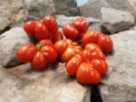 Voyage Tomato