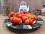 Voyage Tomato Red Tomatoes.