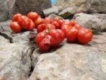 Voyage Tomato Salad Tomatoes.