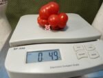 Voyage Tomato Seeds.