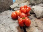 Voyage Tomato Specialty Tomatoes.