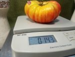 William's Striped Tomato Giant Tomatoes