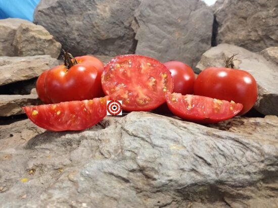 Wisconsin 55 Tomato