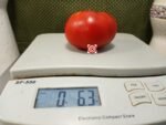 Wisconsin 55 Tomato - Image 7
