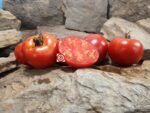 Wisconsin 55 Tomato - Image 8
