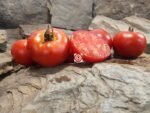 Wisconsin 55 Tomato - Image 9