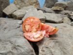 Wisconsin 55 Tomato - Image 2