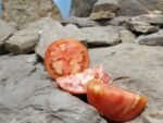 Wisconsin 55 Tomato - Image 3