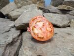Wisconsin 55 Tomato - Image 4