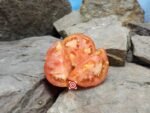 Wisconsin 55 Tomato - Image 5