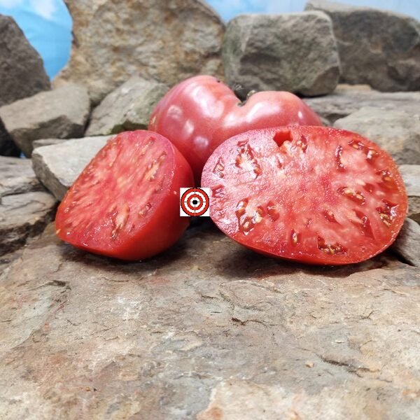 Wolford's Wonder Tomato