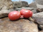 Wonder Of The World Tomato Seeds