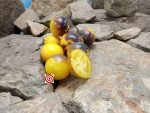 Yamali Blue Tomato Bicolored Tomatoes