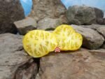 Yellow Bosnian Tomato